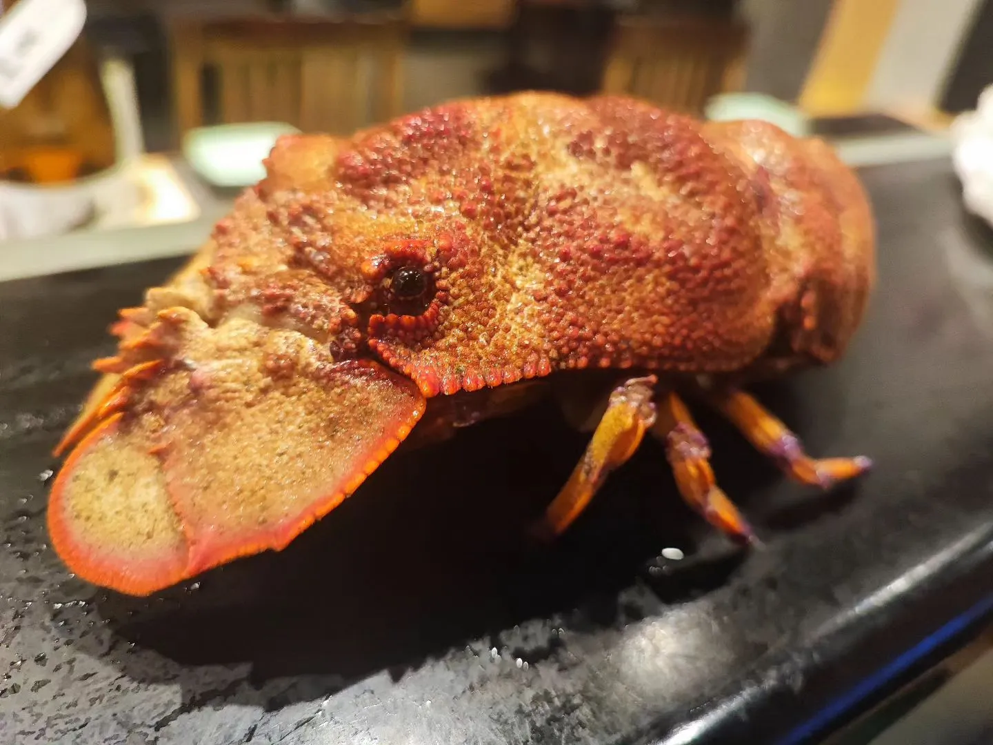 セミエビ　珍しい