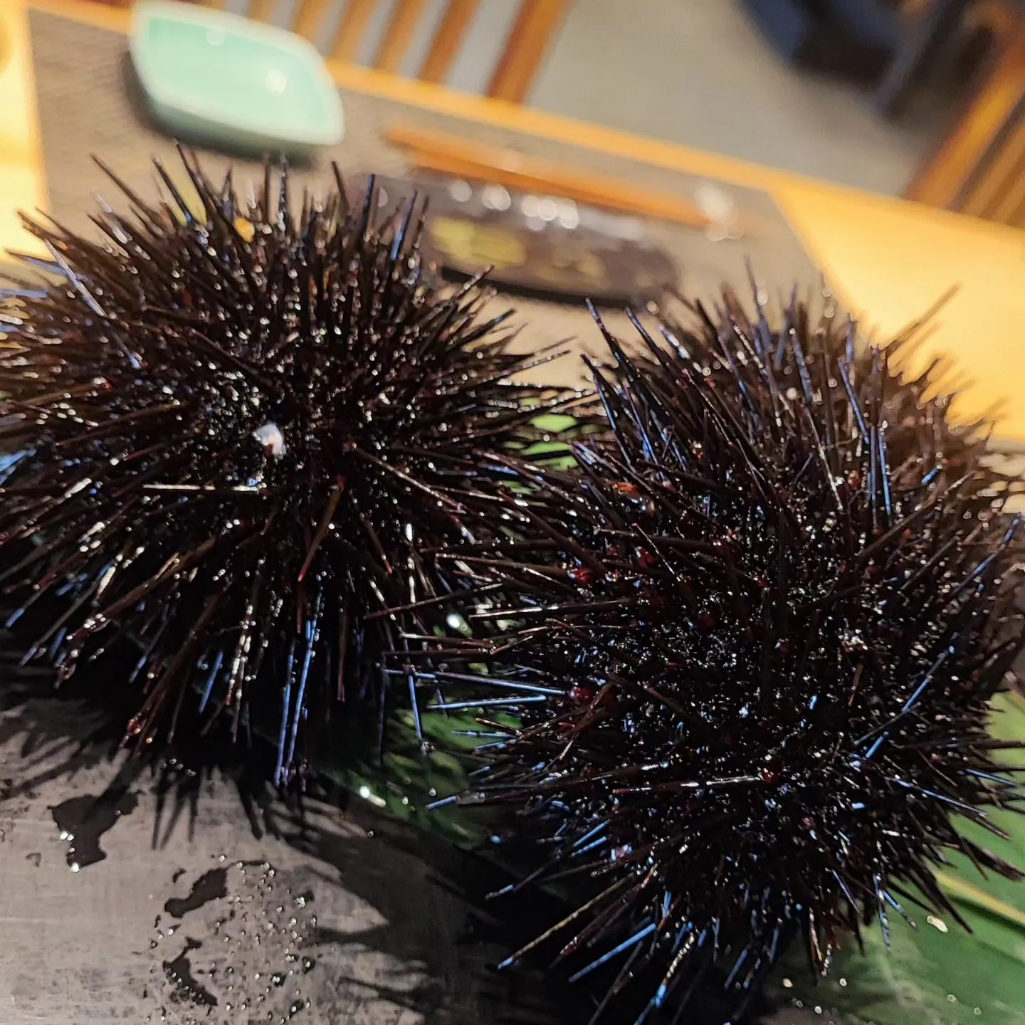 大船渡より活ムラサキウニ入荷致しました!