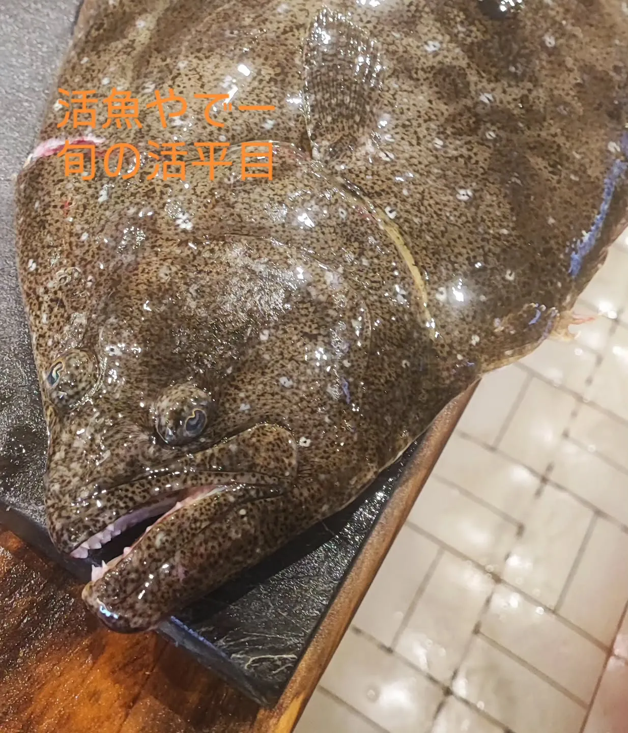 【活魚入荷🐟】3.8kg 活ヒラメ