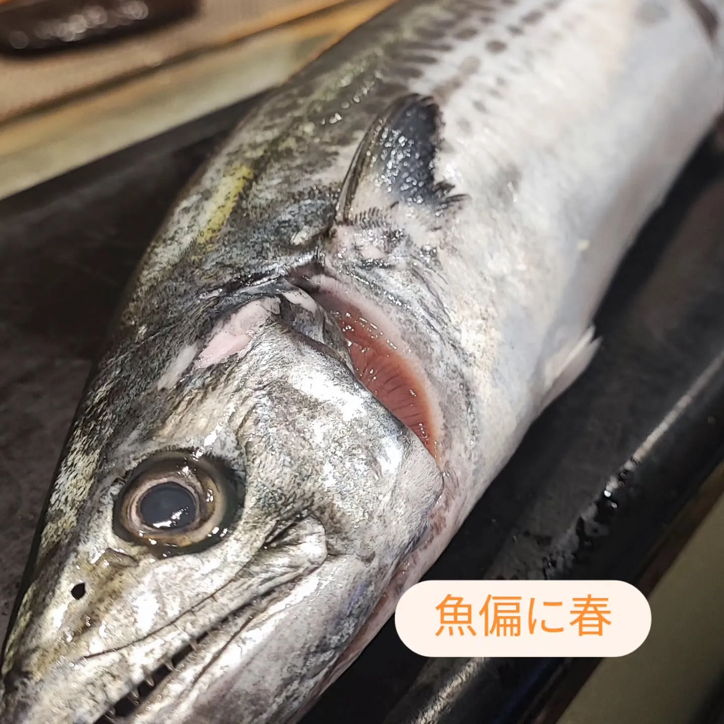 季節の移ろいとともに、魚の美味しさもぐっと増してきました🌸