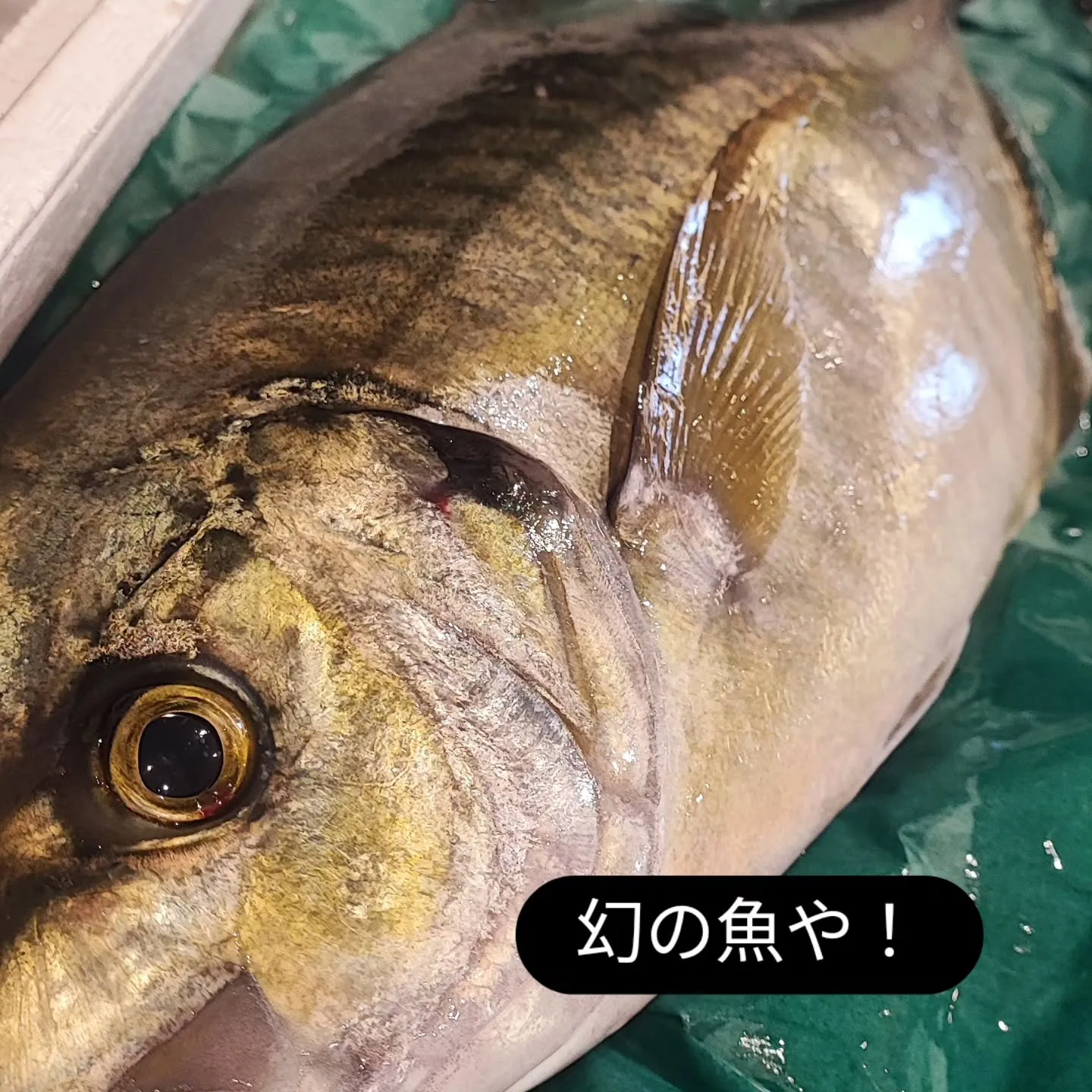 【幻の魚🐟✨】天然シマアジ入荷