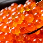 プライバシーポリシー