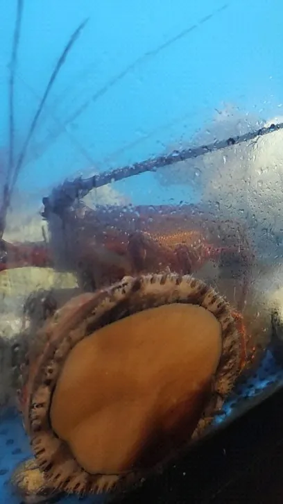 今日も賑やかな美浜の水槽